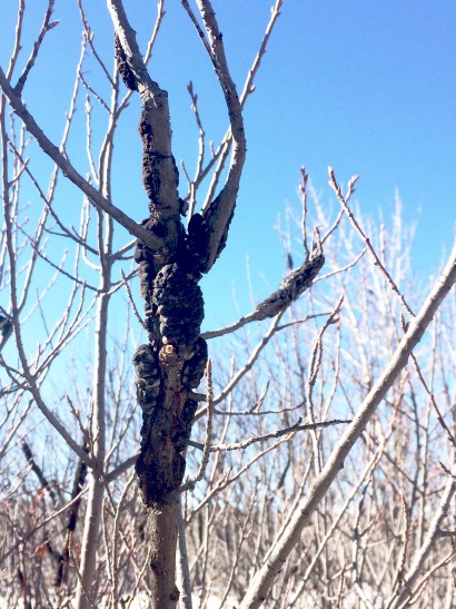 Black knot infected tree