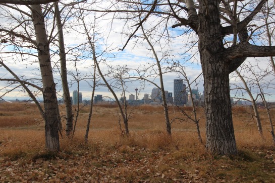 Trees and Calgary skyline