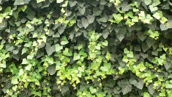 Green hedge leaves
