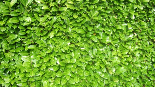 Close-up of a laurel hedge