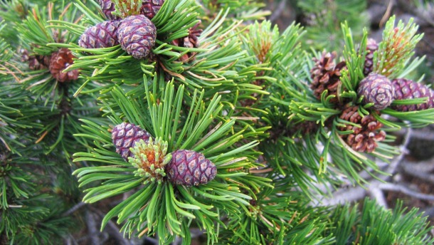 Mugo pine with cones
