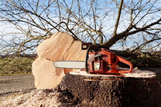 Tree cut down by chainsaw