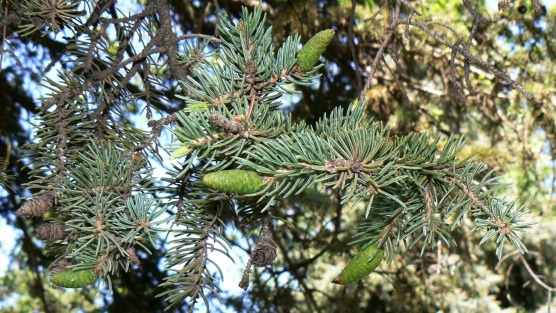 White spruce needles and cones