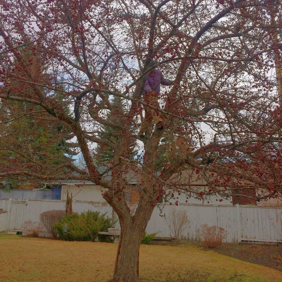 Kevin Lee Pruning in Calgary KRL Tree Service 6835 Bow Cres NW, Calgary, AB T3B 2C9 403-270-2996