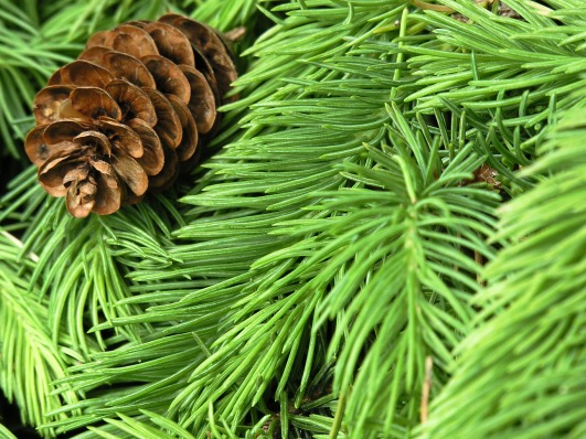 Evergreen tree branches and pine cone
