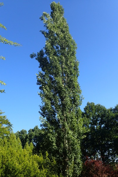 Swidish columnar aspen