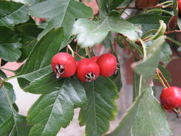 Toba hawthorn berries