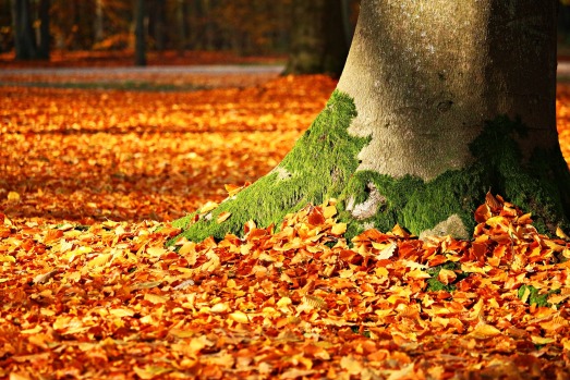 Tree, fall leaves, moss